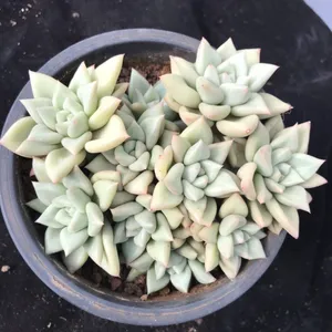 アイボリー (Echeveria 'J.C. Van Keppel') - PictureThis