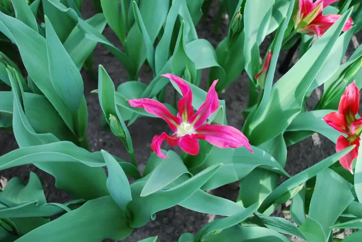 Tulips 'Purple Doll'