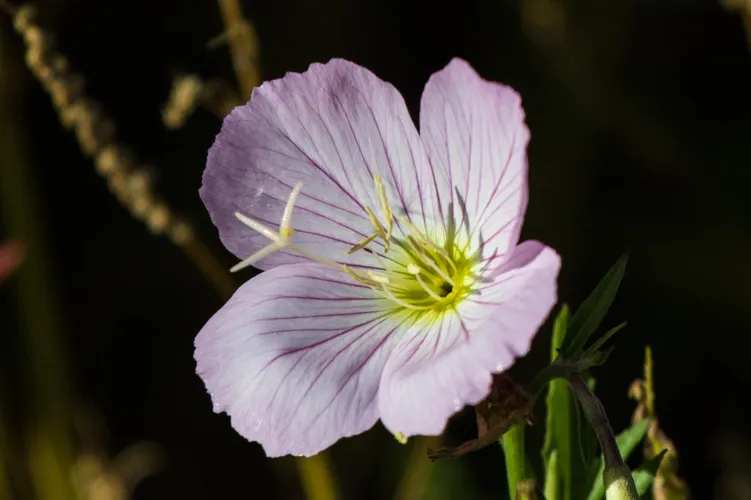 花札 ナイトローズ Pinkladies (Oenothera speciosa) - PictureThis
