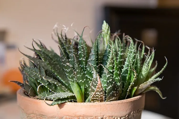 aloe vera essential oil Organic Aloe Vera Oil  100% Pure, Natural