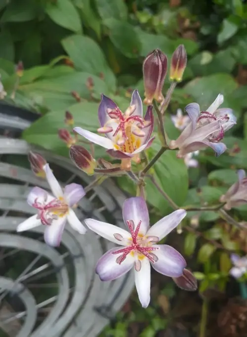 Toad lily 'Tojen'
