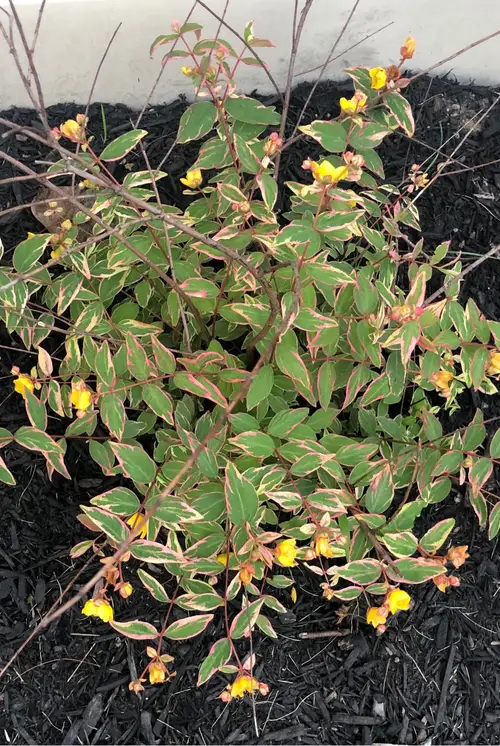 Hypericum × moserianum 'Tricolor'