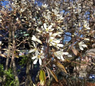 Amelanchier × grandiflora 'Ballerina' - PictureThis