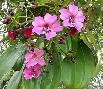Meriania nobilis - PictureThis