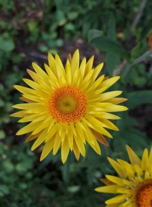 Matalobos (Doronicum plantagineum) - PictureThis