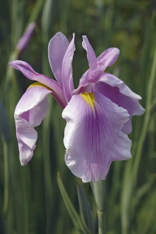 Japanese iris 'Rose Queen'