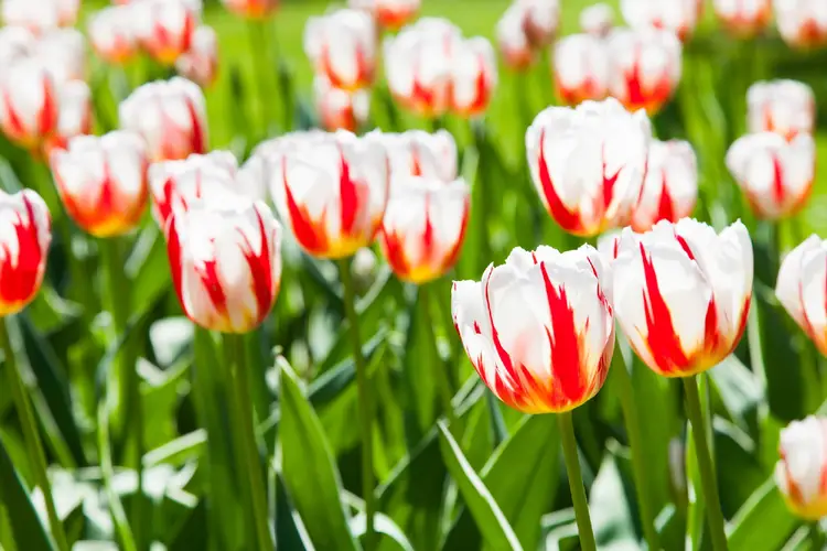 Tulips 'Happy Generation'
