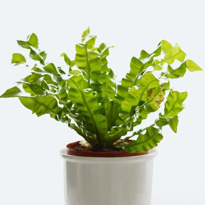 photos of money trees Money Tree 10