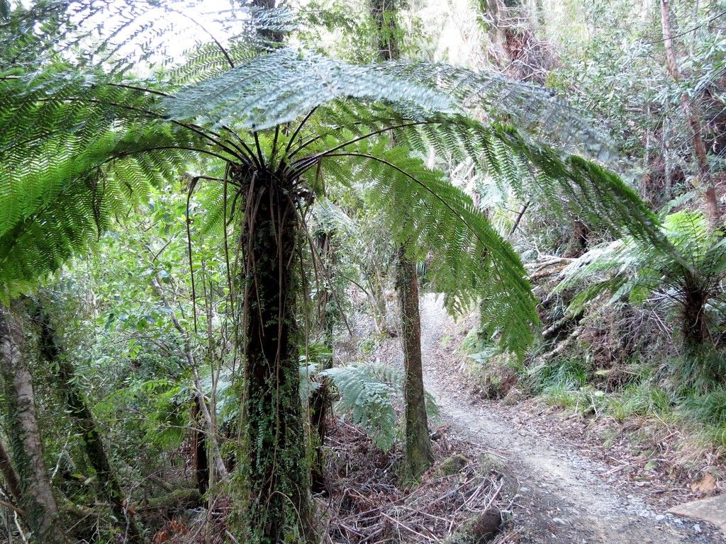 Incredible Benefits of Gully tree fern: Enhancing Your Environment and ...