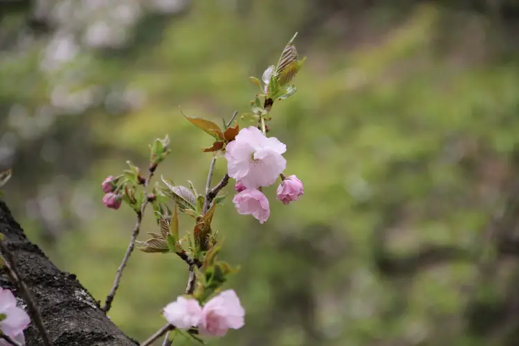 Prunus serrulata 'Contorta'