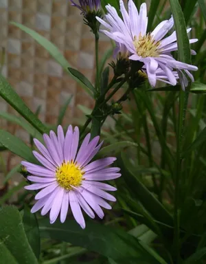 How to Grow and Care for Common michaelmas-daisy