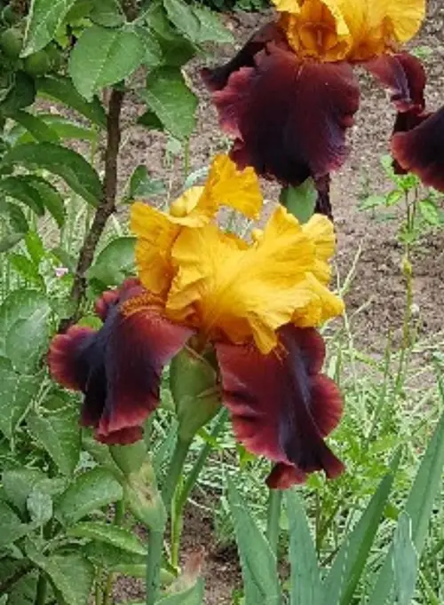 Iris germanica 'Supreme Sultan'