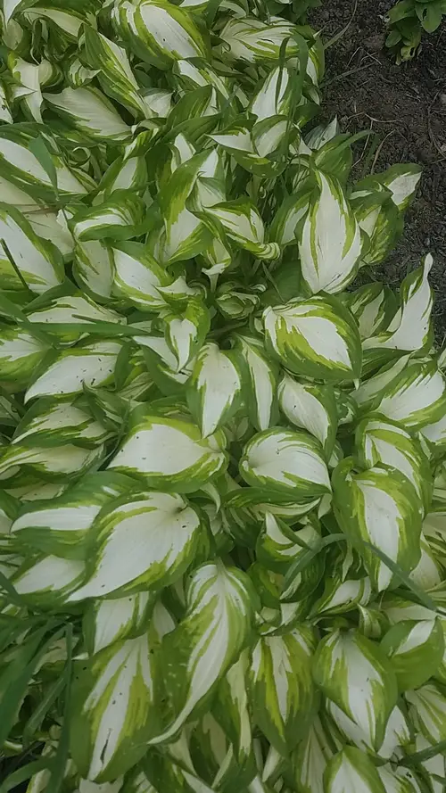 Plantain lilies 'Undulata'