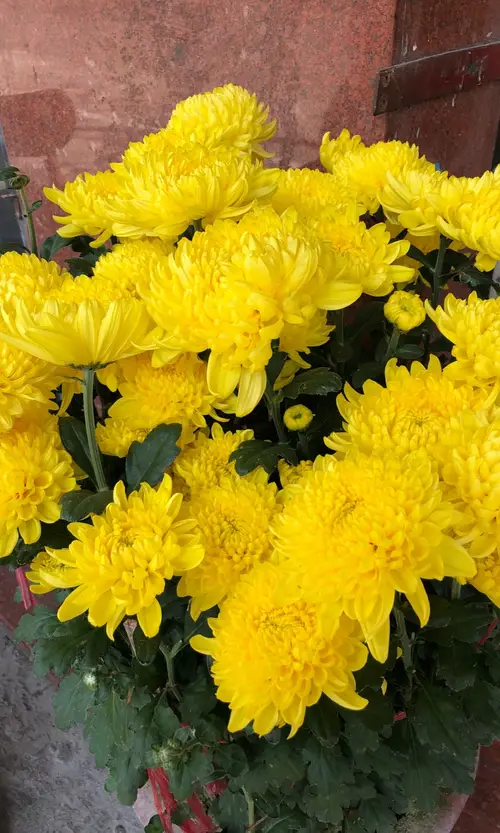 Chrysanthemum 'Yellow Heide'