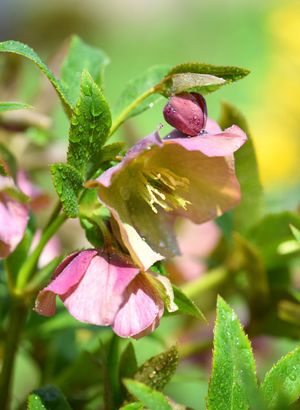 How to Grow and Care for Hellebores 'Pretty Ellen Pink'