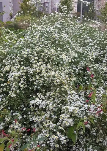Asters 'Snow Flurry'