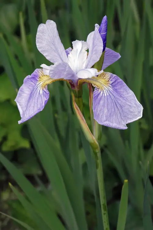 Siberian iris 'Sky Wings'