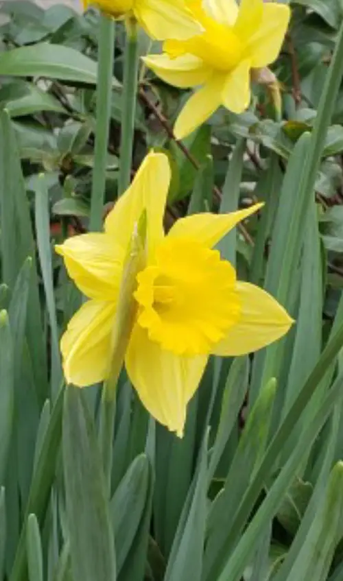 Daffodils 'Camelot'