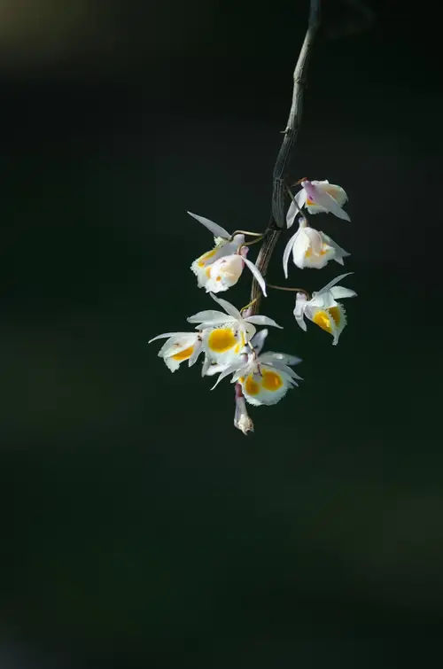 Dendrobium crystallinum