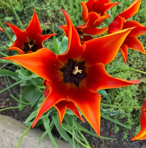 Tulipa cultorum 'Queen of Sheba'