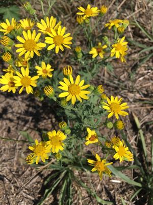 Water ragwort - Jacobaea erratica (Taxonomy, Characteristics ...