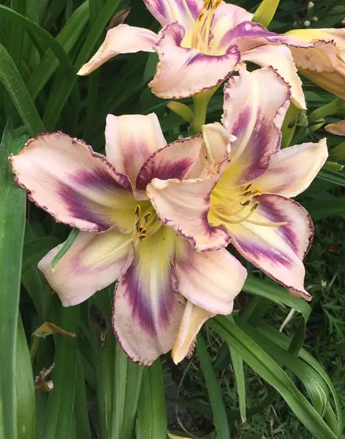 Daylilies 'Destined To See'