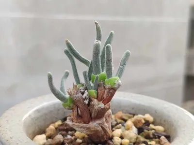 How to Grow and Care for Bunny succulent
