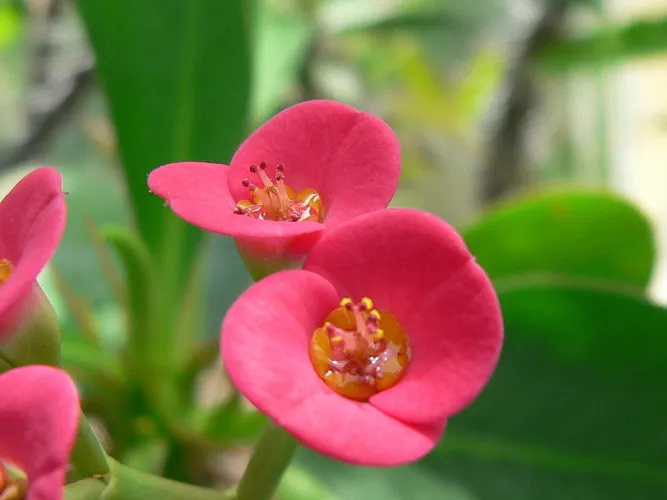 Christusdorn - Euphorbia milii (Pflege, Merkmale, Blume, Bilder, Giftig)