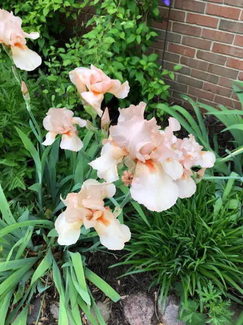 Irises 'Sherwood Pink'