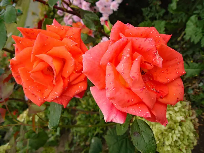 Roses 'Poumidor'