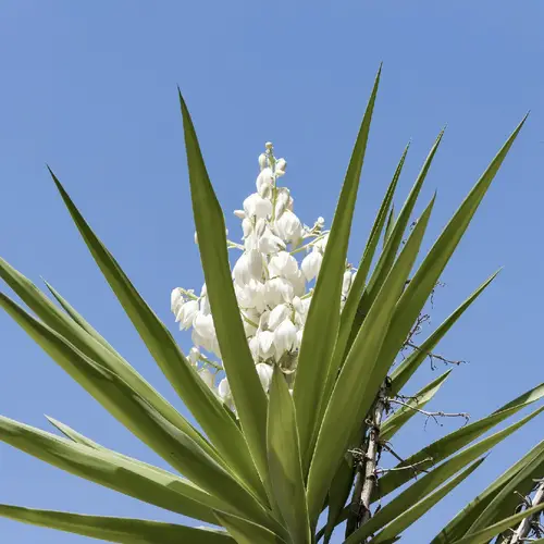How to Plant and Grow Spineless yucca(Yucca gigantea)