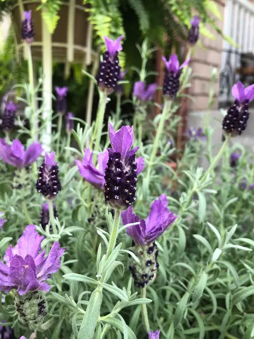Topped lavender 'Anouk'