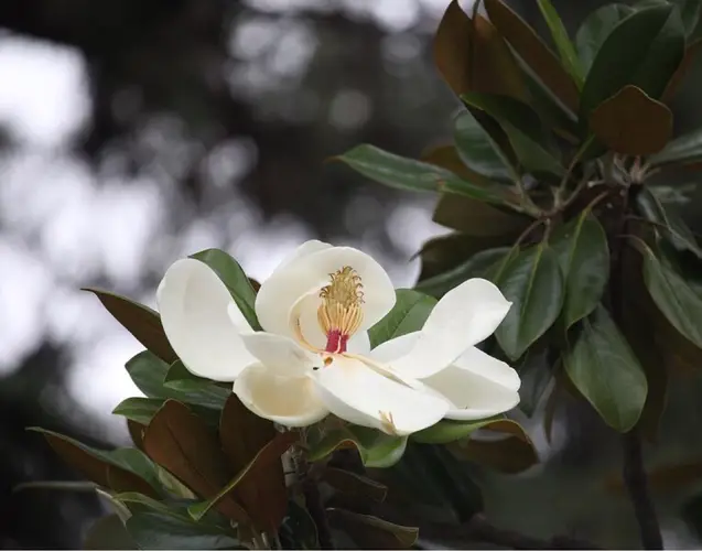Southern magnolia 'Exmouth'