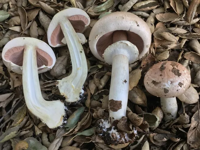 ハラタケ科 (Agaricaceae) - PictureThis