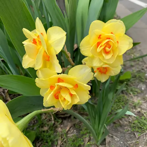 Daffodil 'Tahiti'