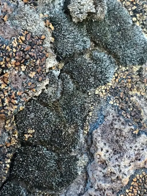 Montane dry rock moss