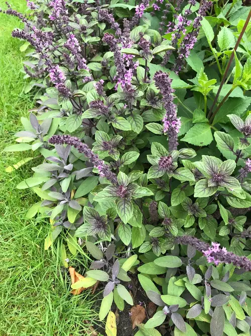 Common basil 'African Blue'