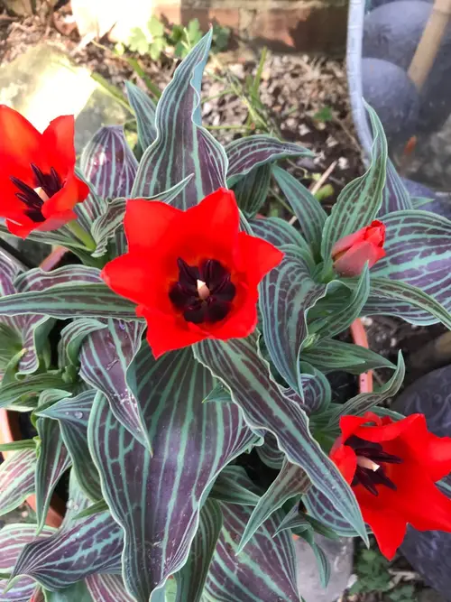 Tulipa greigii 'Red Riding Hood'