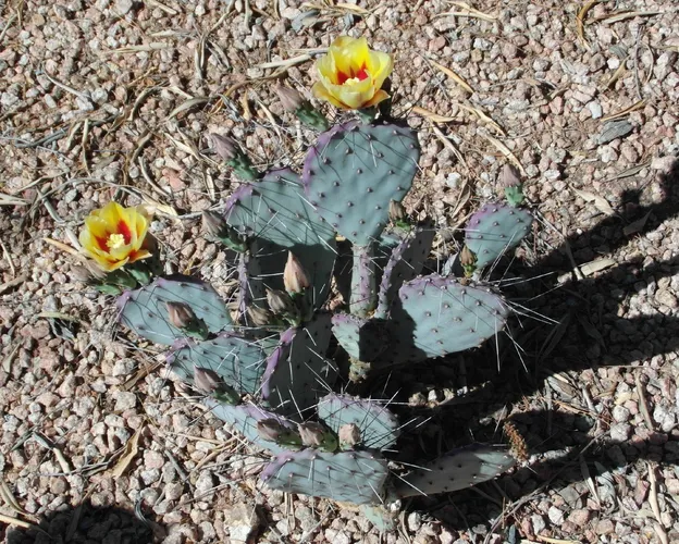 オプンチア・マクロケントラ (Opuntia macrocentra) - PictureThis