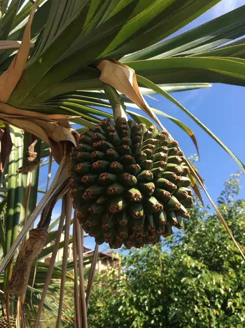 Madagascar screw palm