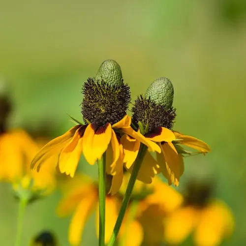 Clasping-Leaved Coneflower