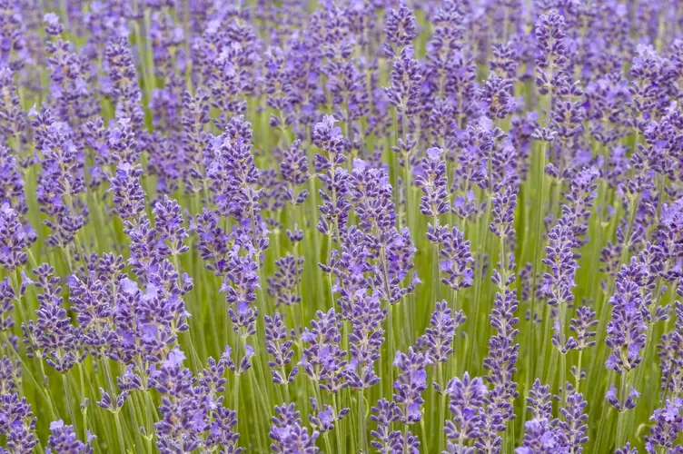 English lavender 'Munstead'