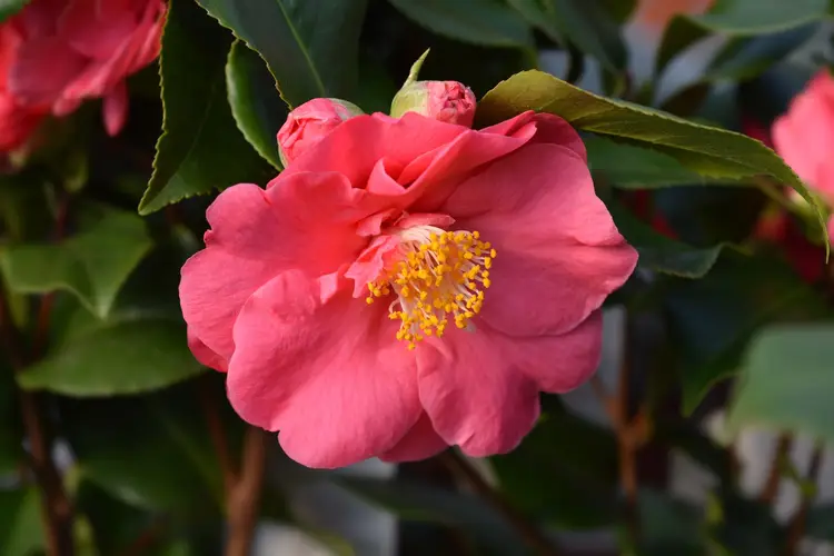 Japanese camellia 'Doctor King'