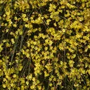 Welche Art von Dnger braucht meine Winterjasmin? - PictureThis