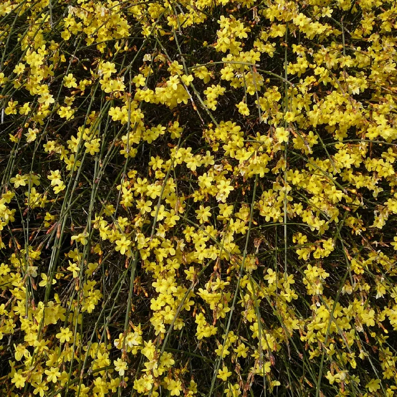 Wie man Winterjasmin fr bestes Wachstum dngt?