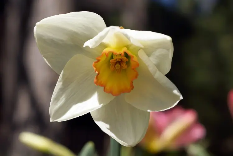 Daffodils 'High Society'