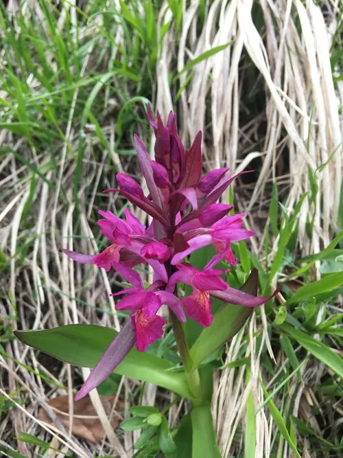 Elder-flowered orchid