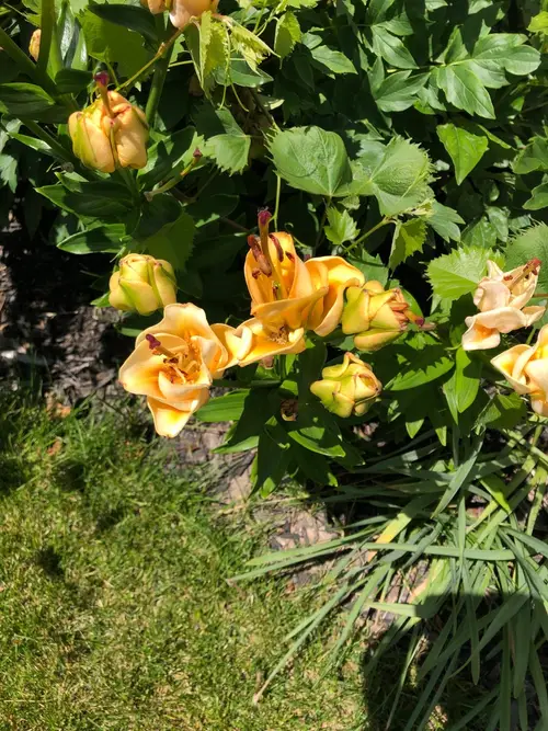 Lilies 'Apricot Fudge'
