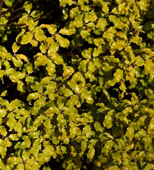 Pittosporum tenuifolium 'Warnham Gold'