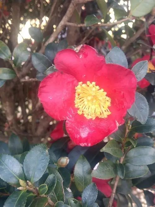 Camellia sasanqua 'Red'